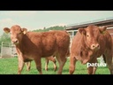 youtube - [Video]